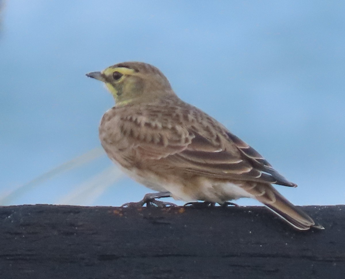 Эвэрт болжмор - ML643254189