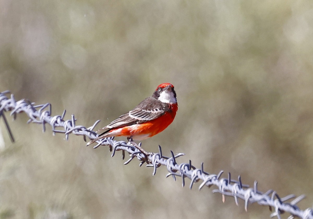 Crimson Chat - ML643254203