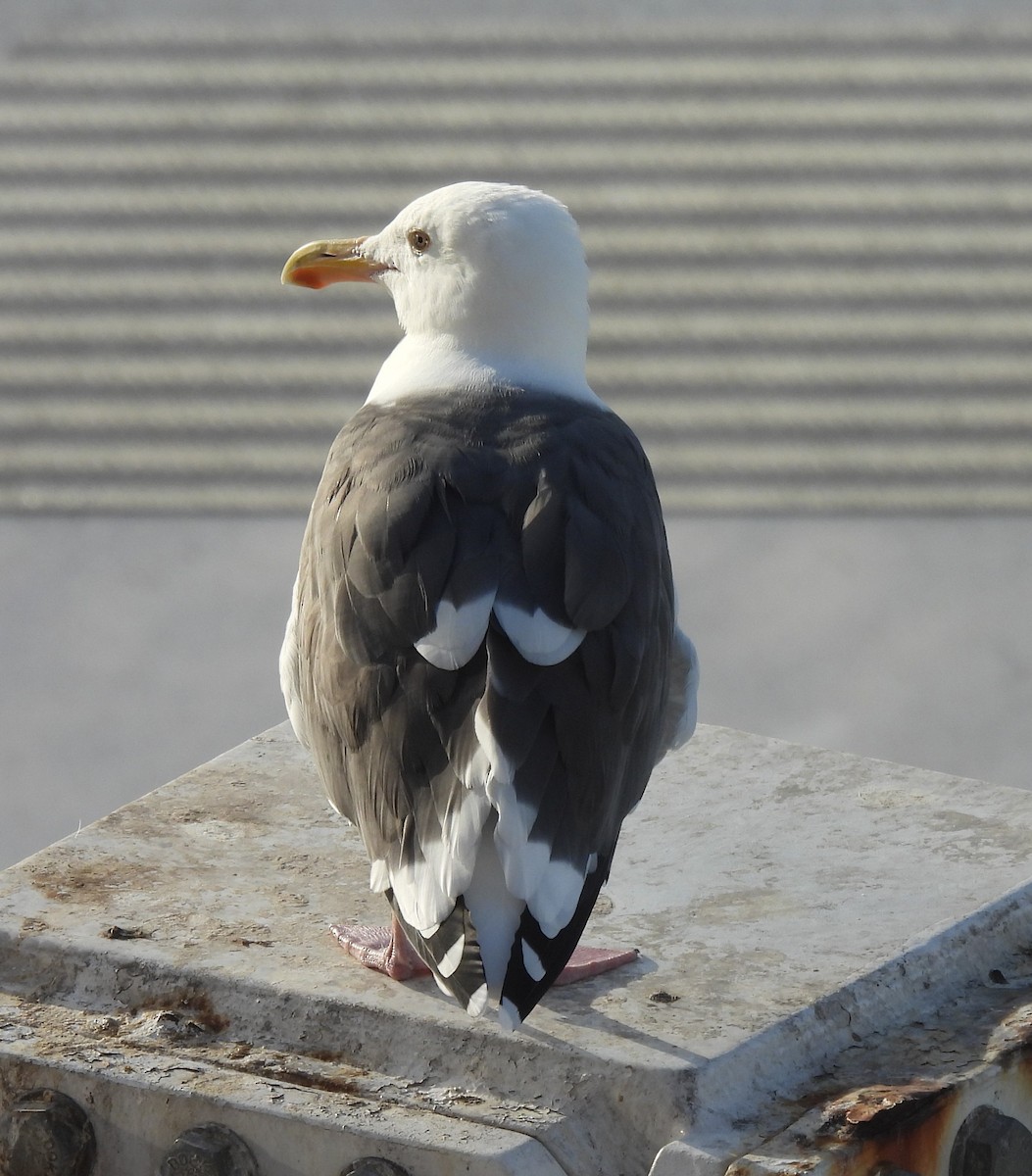 Western Gull - ML643254205