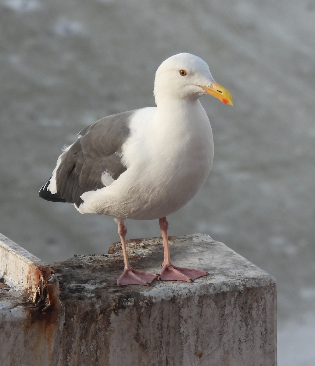 Western Gull - ML643254206