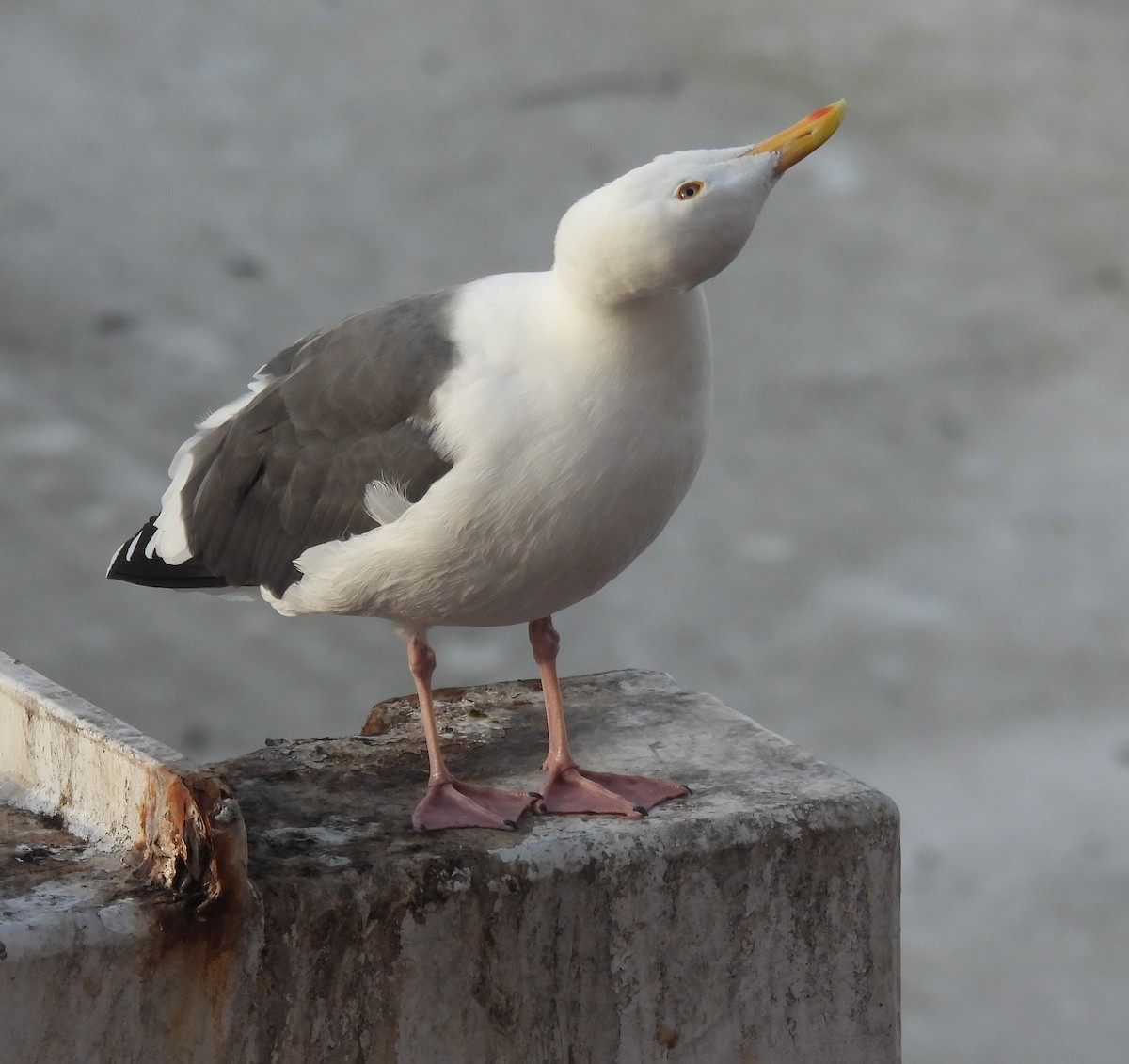 Western Gull - ML643254207