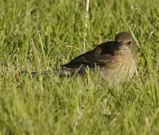 Lazuli Bunting - ML643254216