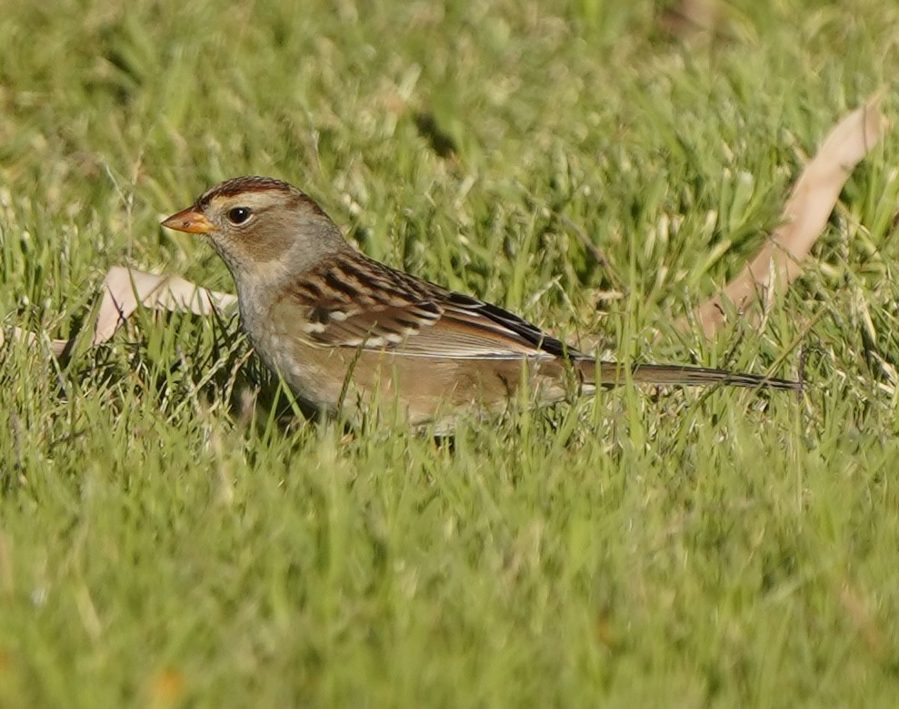 White-crowned Sparrow - ML643254227