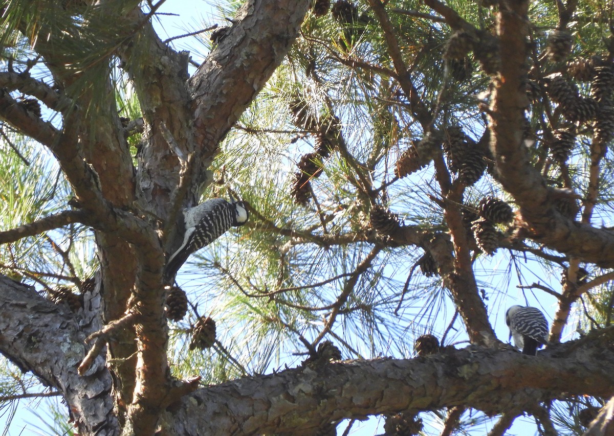 Red-cockaded Woodpecker - ML643254233
