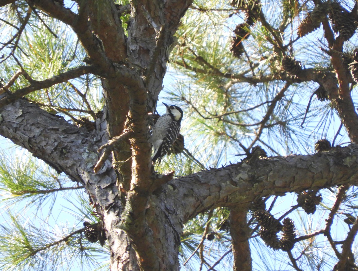 Red-cockaded Woodpecker - ML643254235
