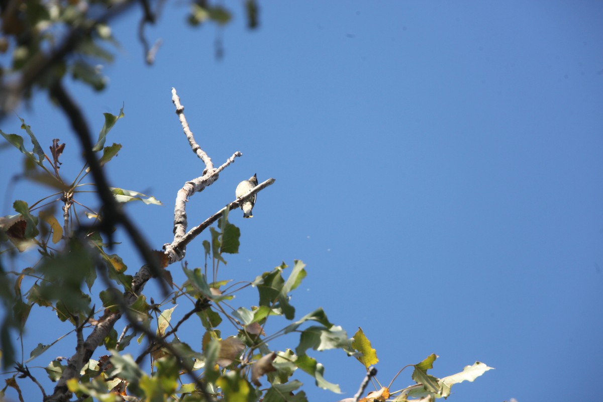 ציצנית אמריקנית - ML643254237