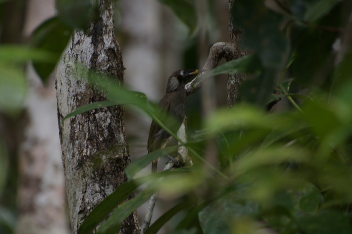 Bridled Honeyeater - ML643254240
