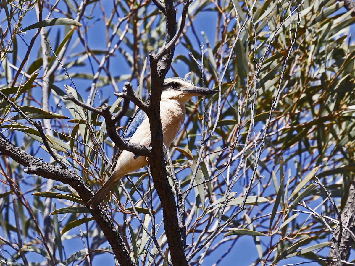 Red-backed Kingfisher - ML643254241