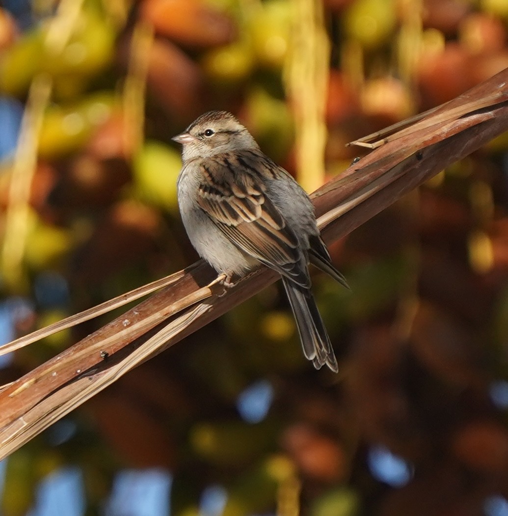 Chipping Sparrow - ML643254244