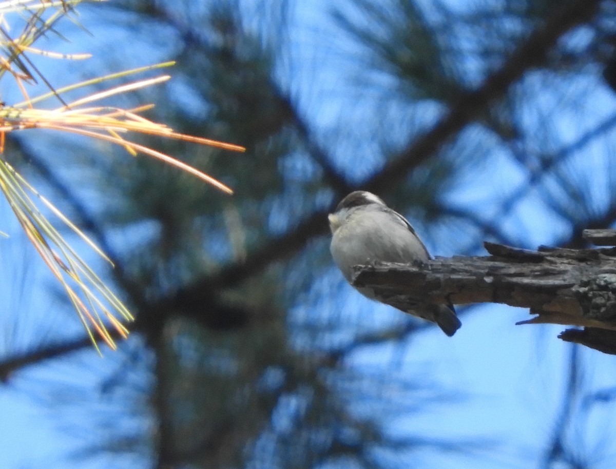 Brown-headed Nuthatch - ML643254248
