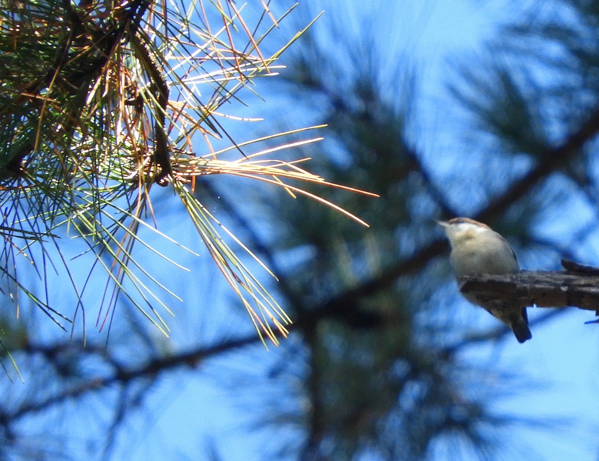 Brown-headed Nuthatch - ML643254249