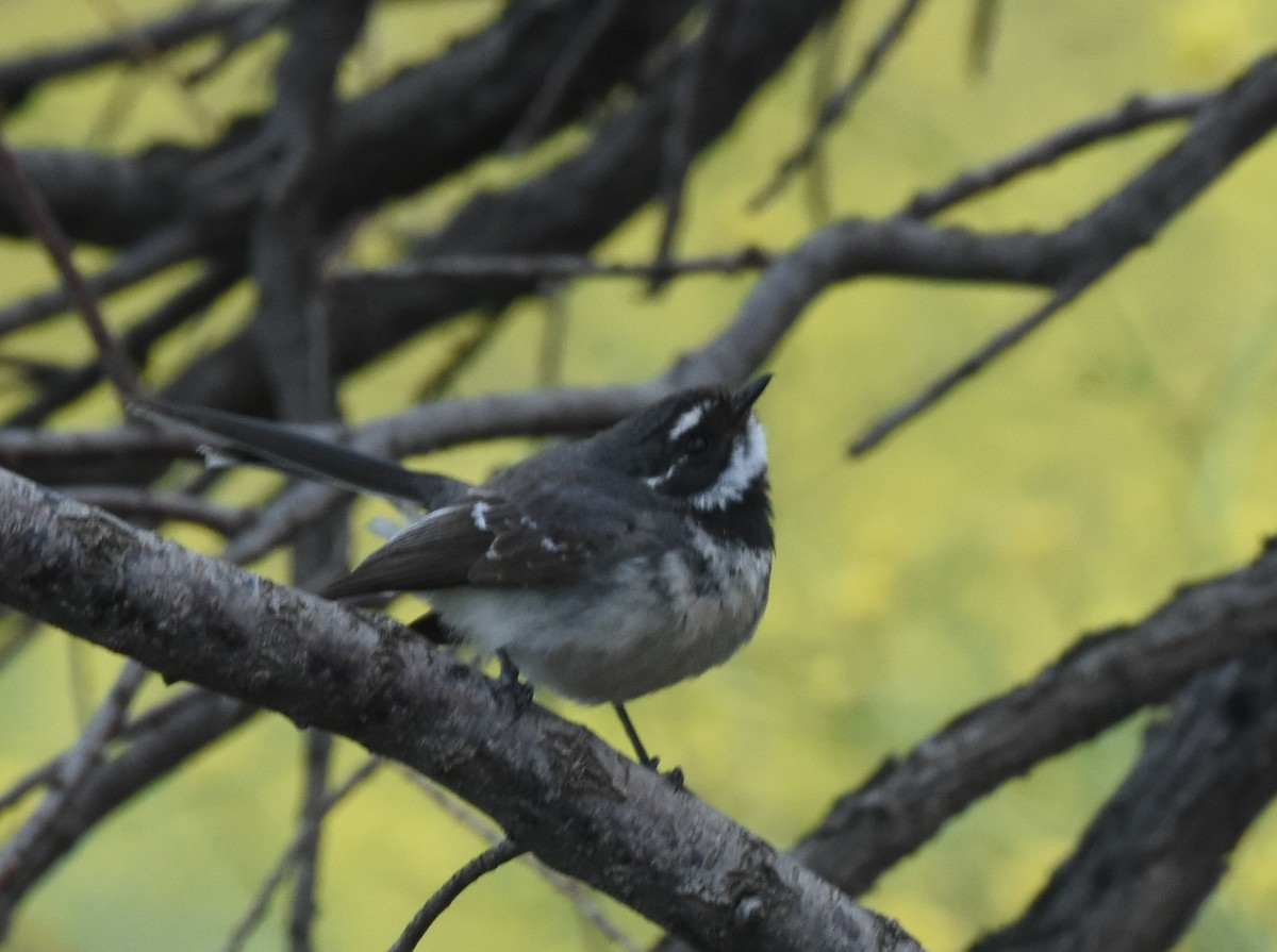 Gray Fantail (alisteri) - ML643254253