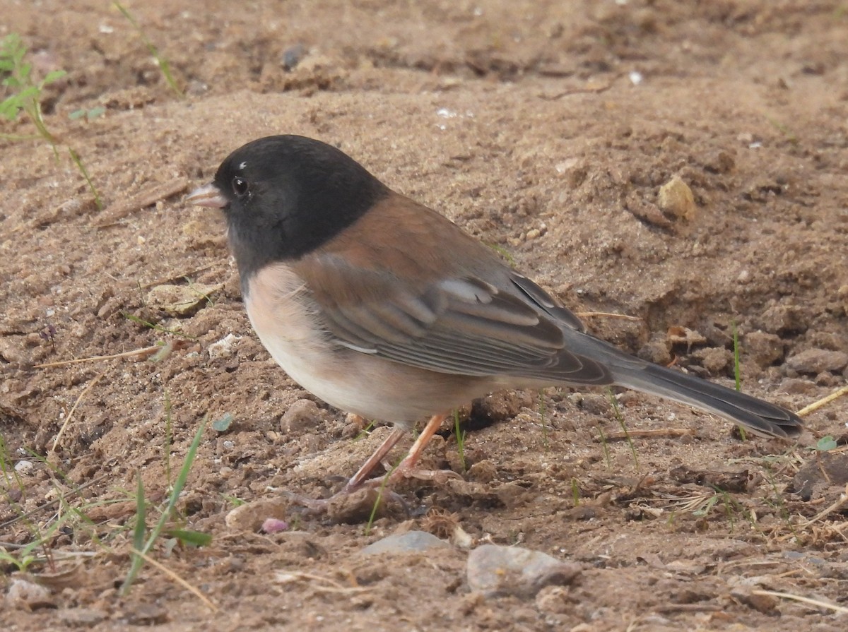Dark-eyed Junco (Oregon) - ML643254256