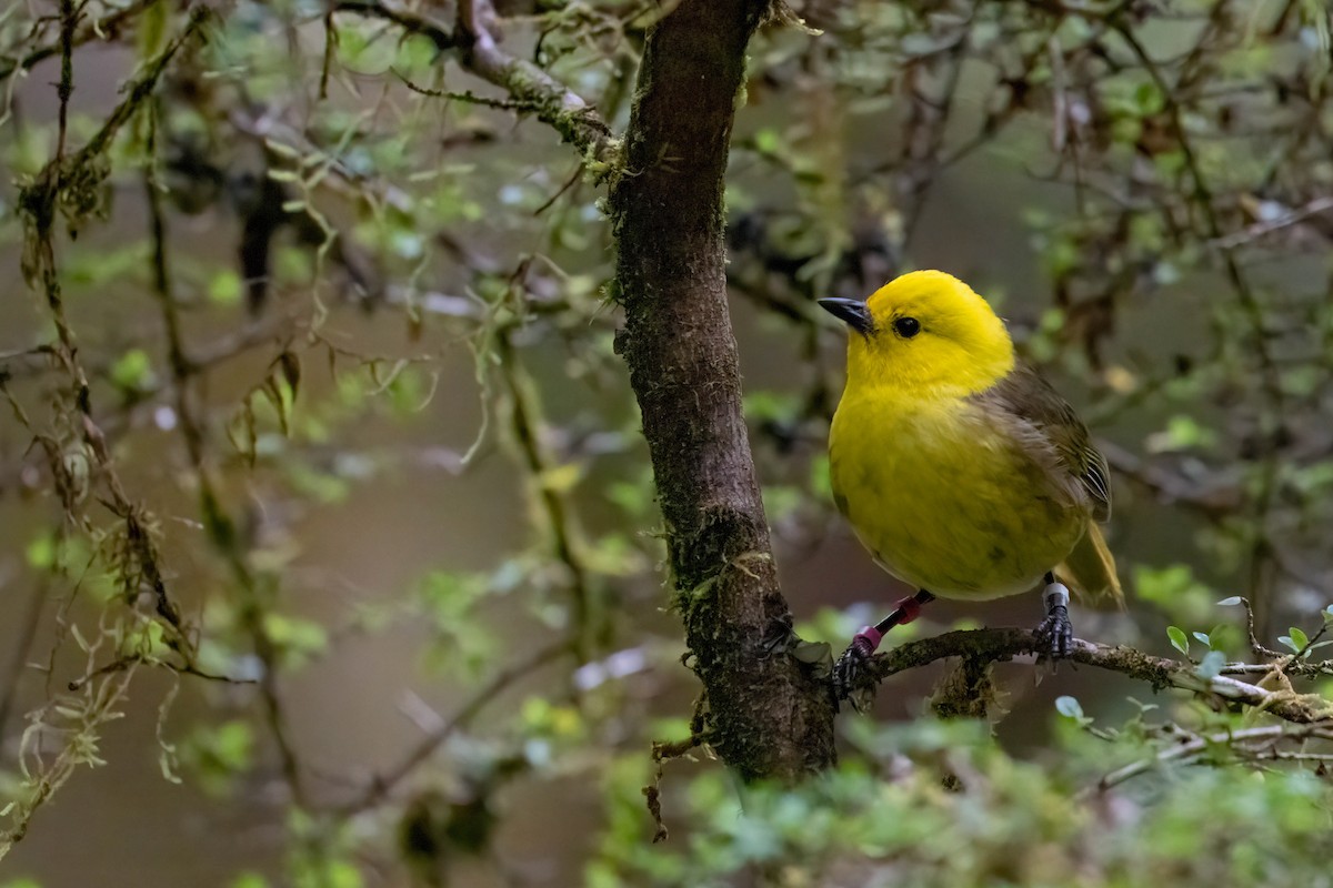 Yellowhead - ML643254258