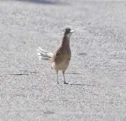 Greater Roadrunner - ML643254259
