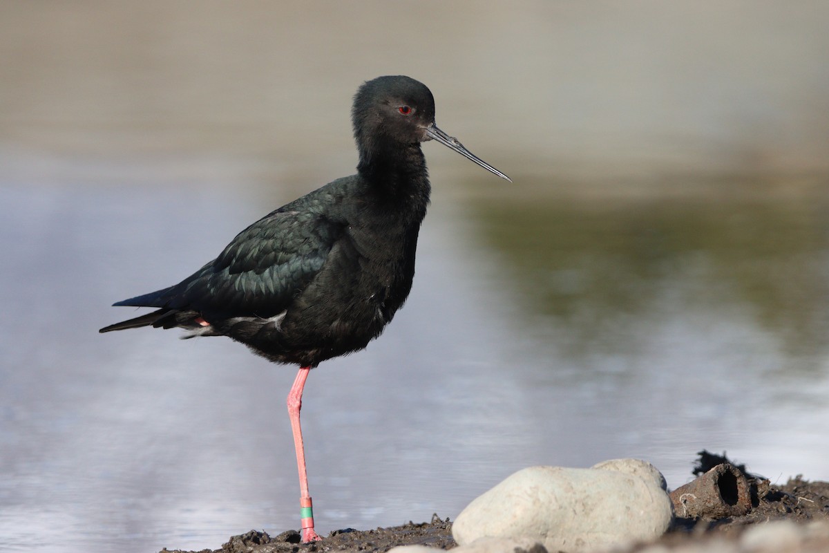 Black Stilt - ML643254280