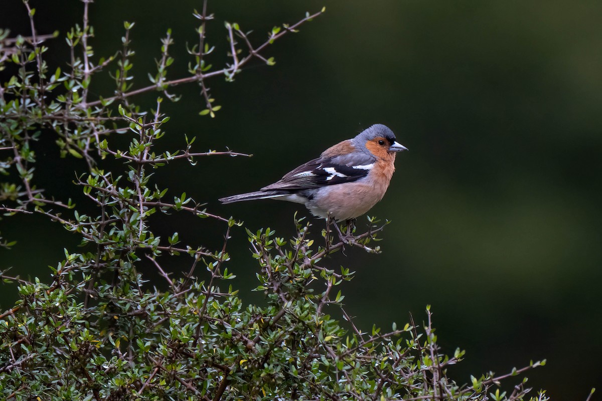 pěnkava obecná - ML643254282