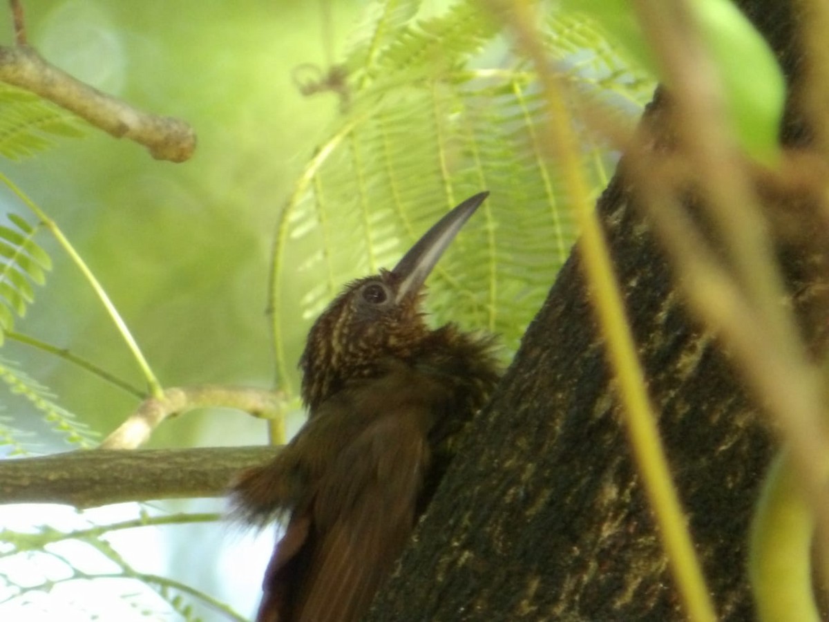 Cocoa Woodcreeper - ML643254291