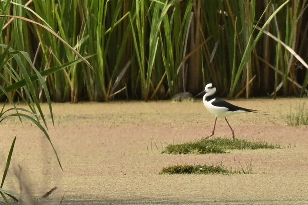 Black-necked Stilt - ML643254304