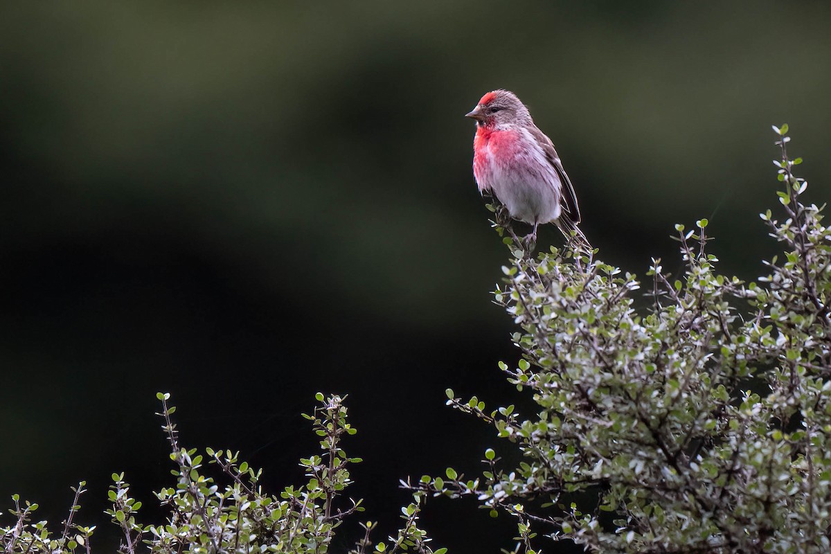 čečetka zimní - ML643254305
