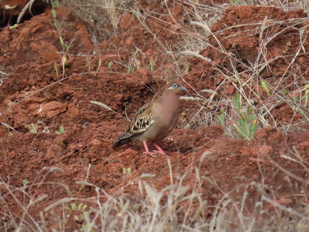 Galapagos Dove - ML643254311
