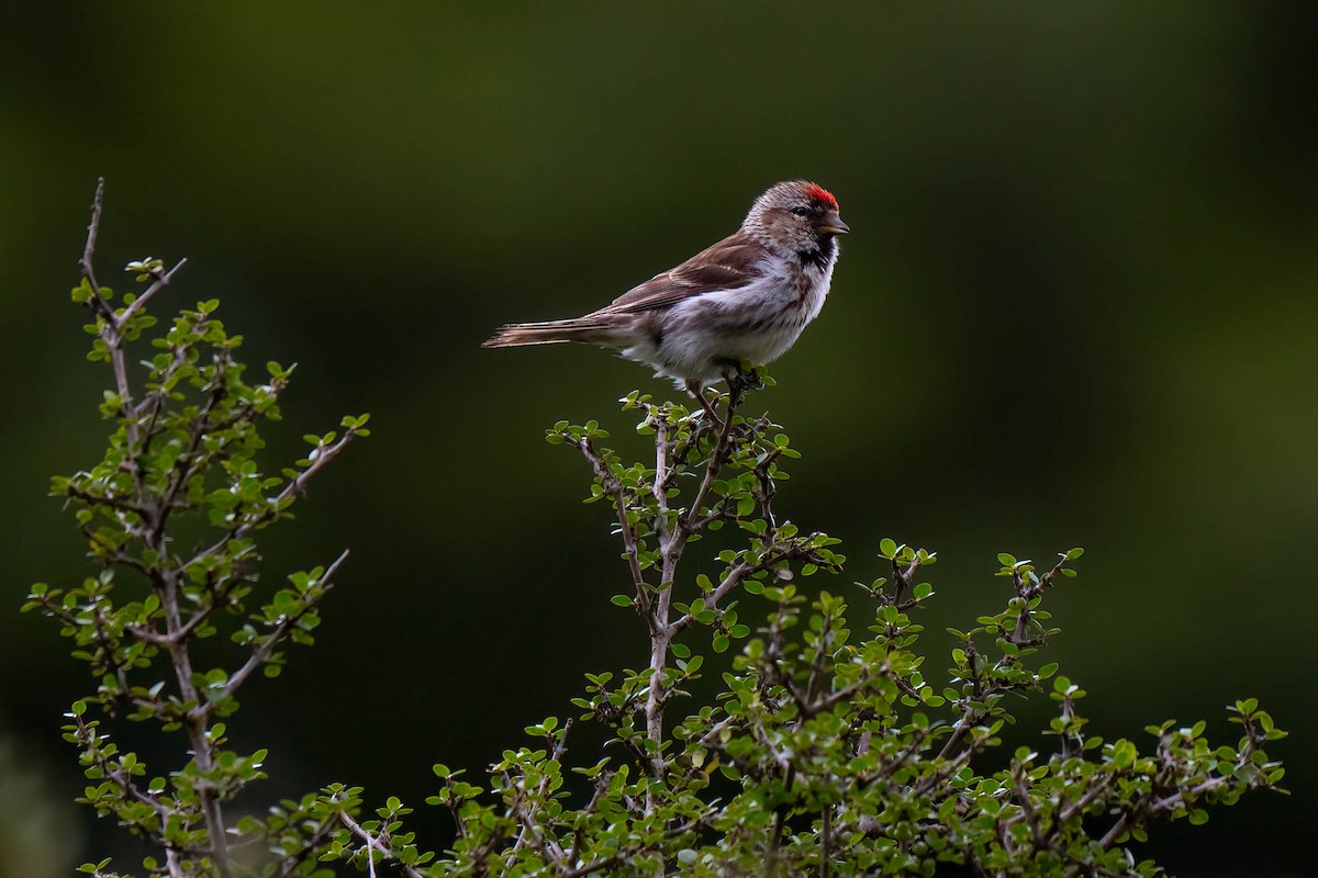 čečetka zimní - ML643254312