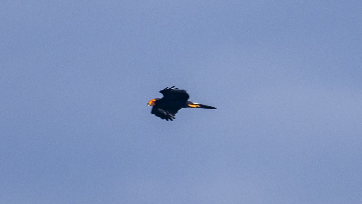 Black Caracara - ML643254314