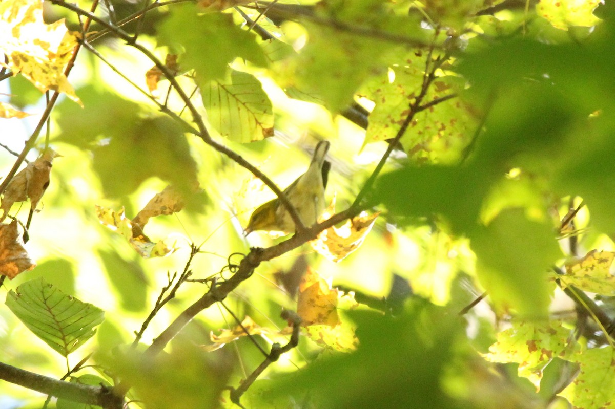 Grünmantel-Waldsänger - ML643254315