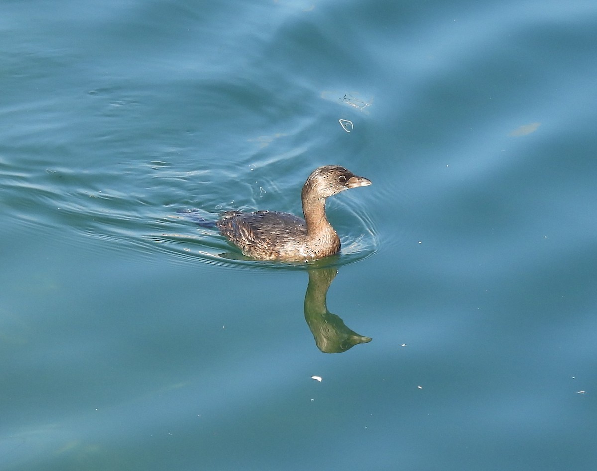 Pied-billed Grebe - ML643254316