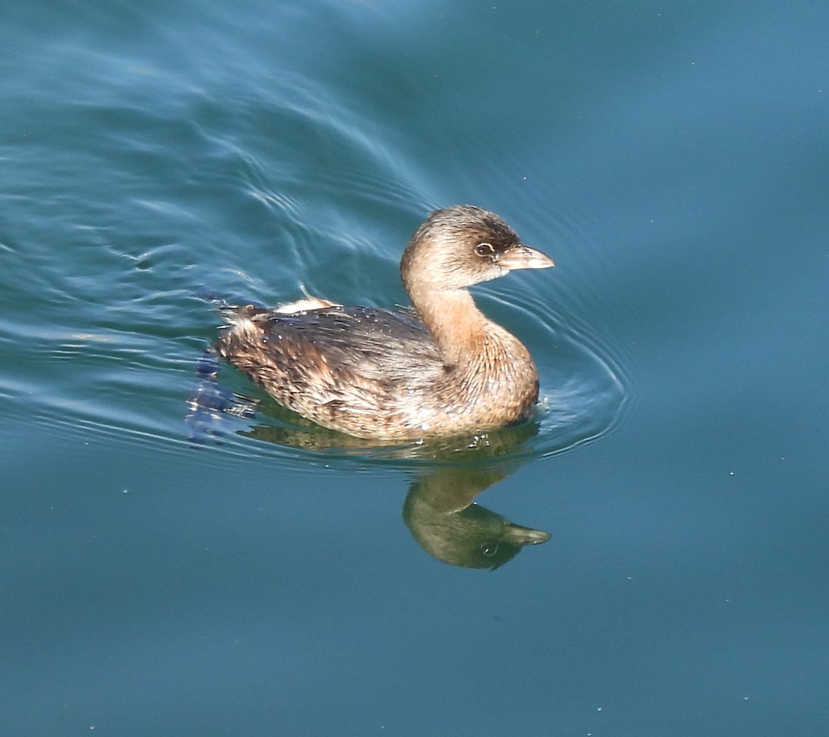 Pied-billed Grebe - ML643254317