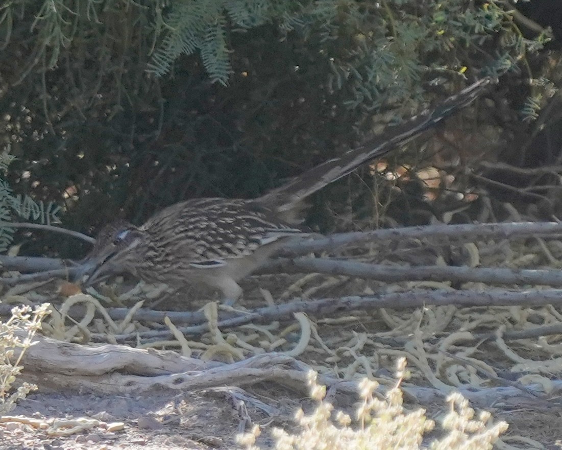 Greater Roadrunner - ML643254325