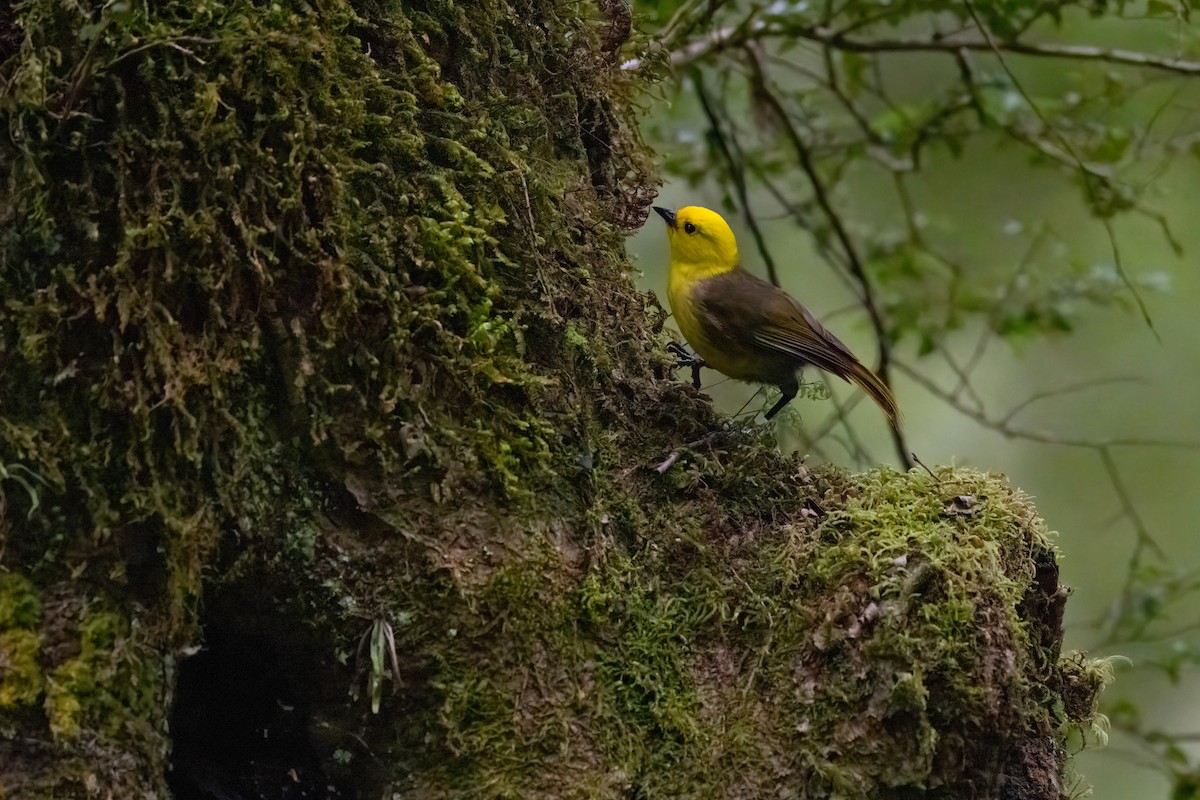 Yellowhead - ML643254331