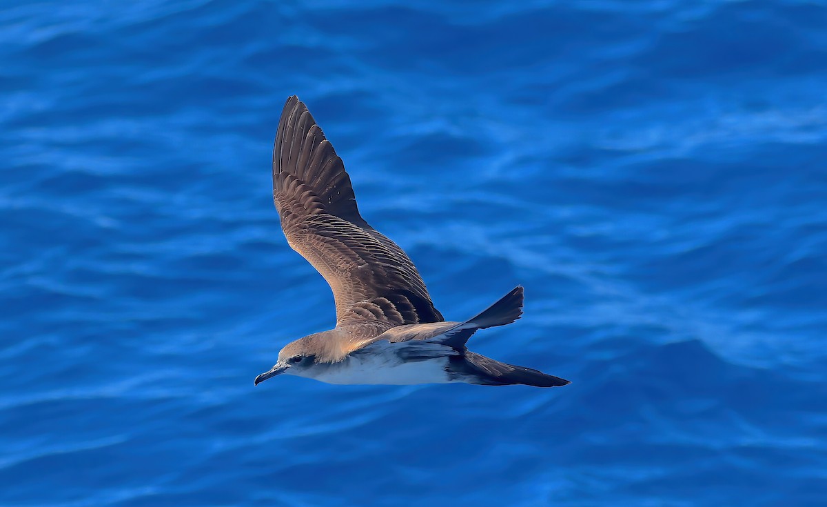 Wedge-tailed Shearwater - ML643254340