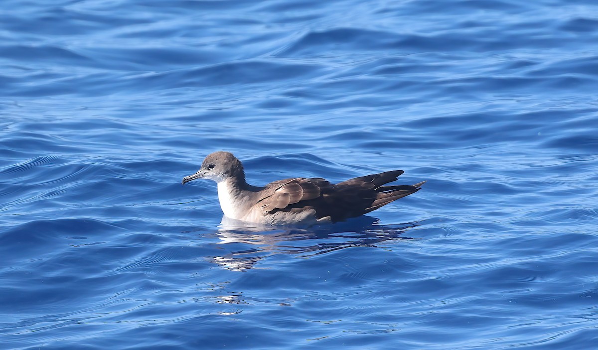 Wedge-tailed Shearwater - ML643254341