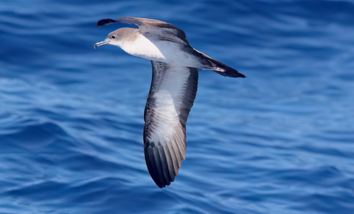Wedge-tailed Shearwater - ML643254342