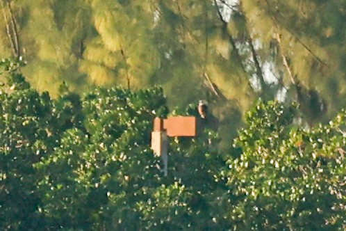 Yellow-headed Caracara - ML643254393