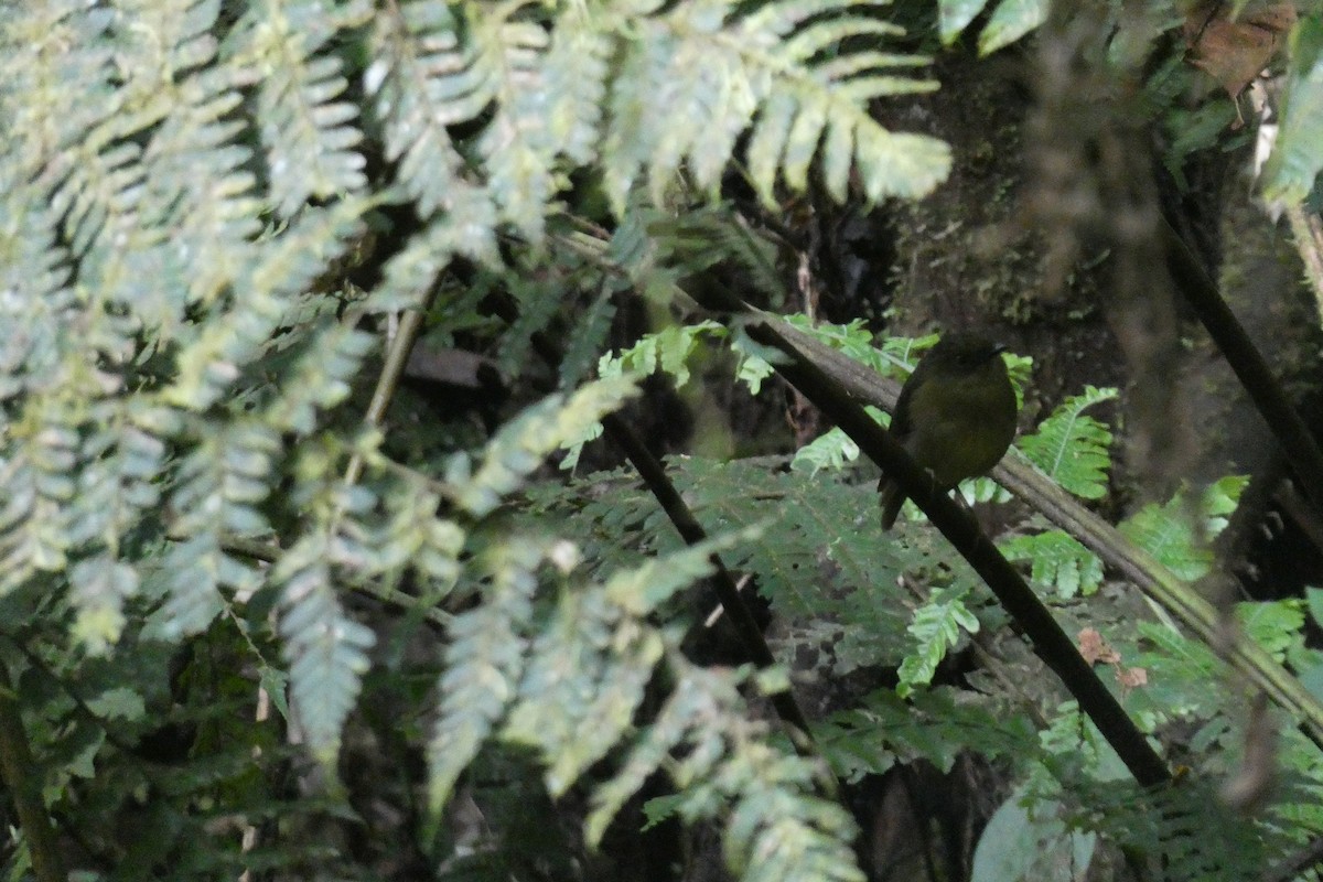 Bronze-olive Pygmy-Tyrant - ML643254427