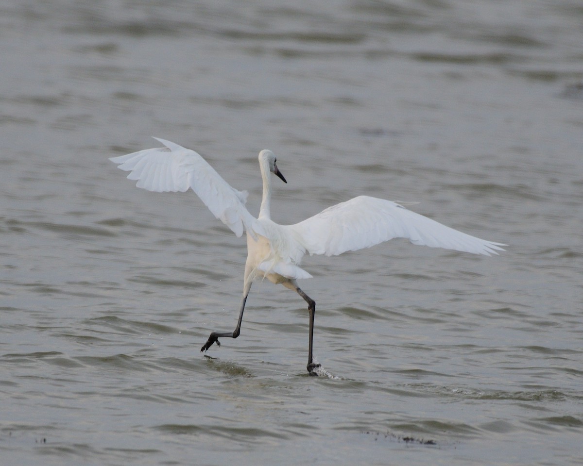 Reddish Egret - ML643254431