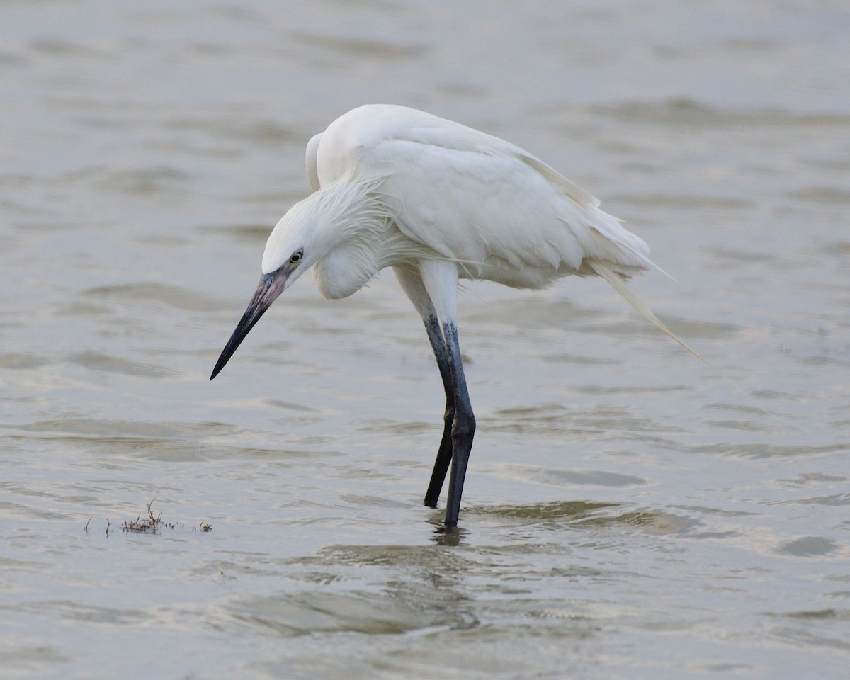 Reddish Egret - ML643254432