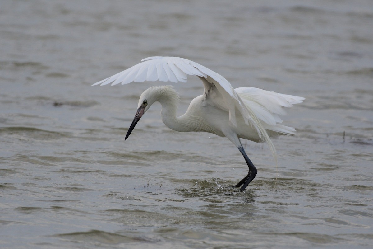 Reddish Egret - ML643254433