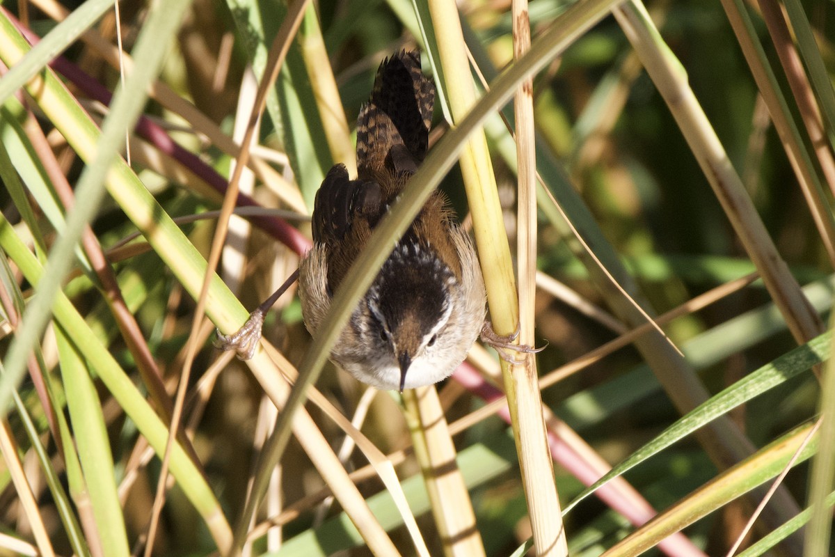Marsh Wren - ML643254438