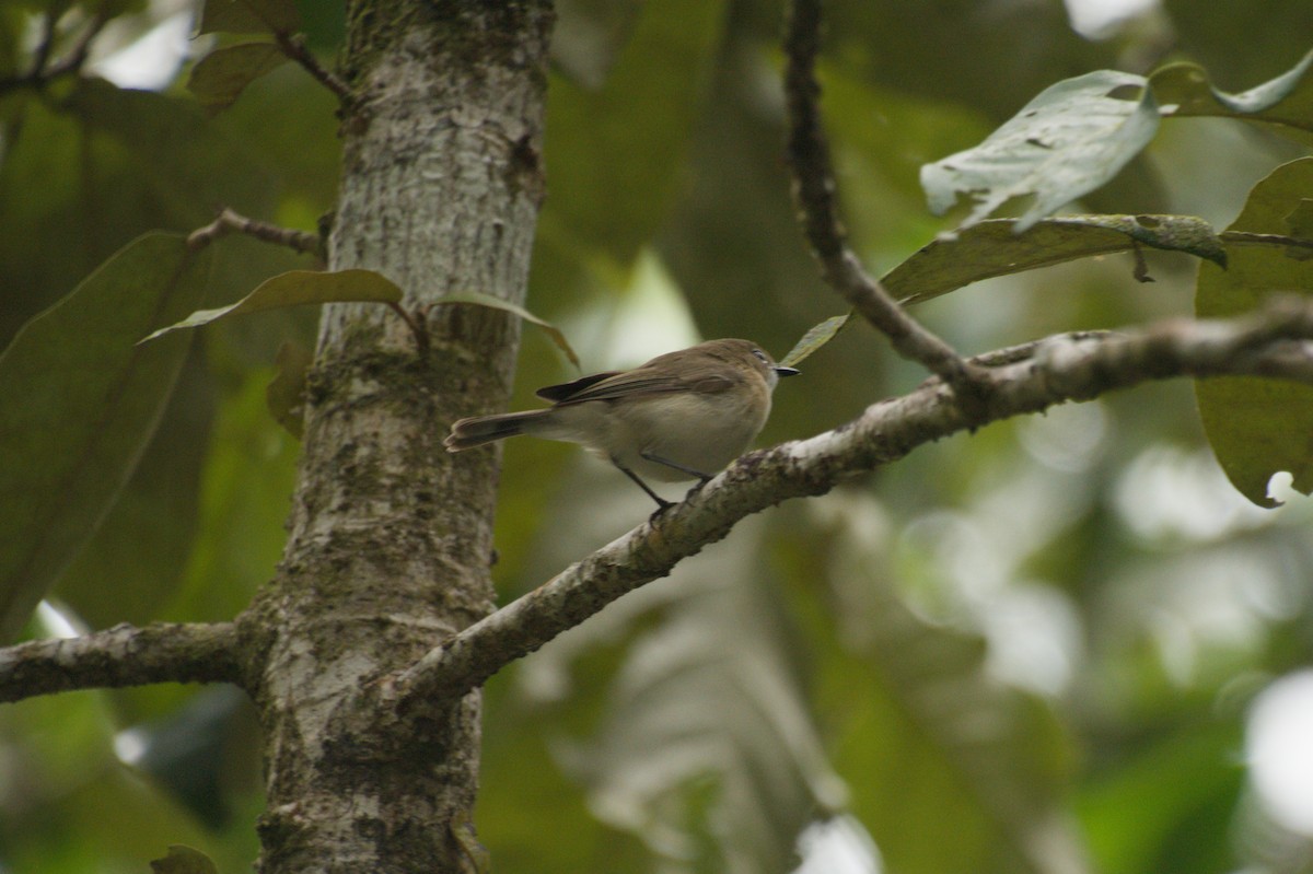 Large-billed Gerygone - ML643254451