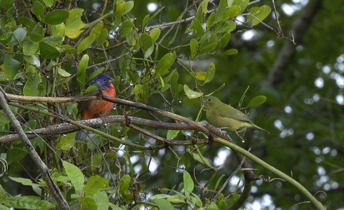 ゴシキノジコ - ML643254478