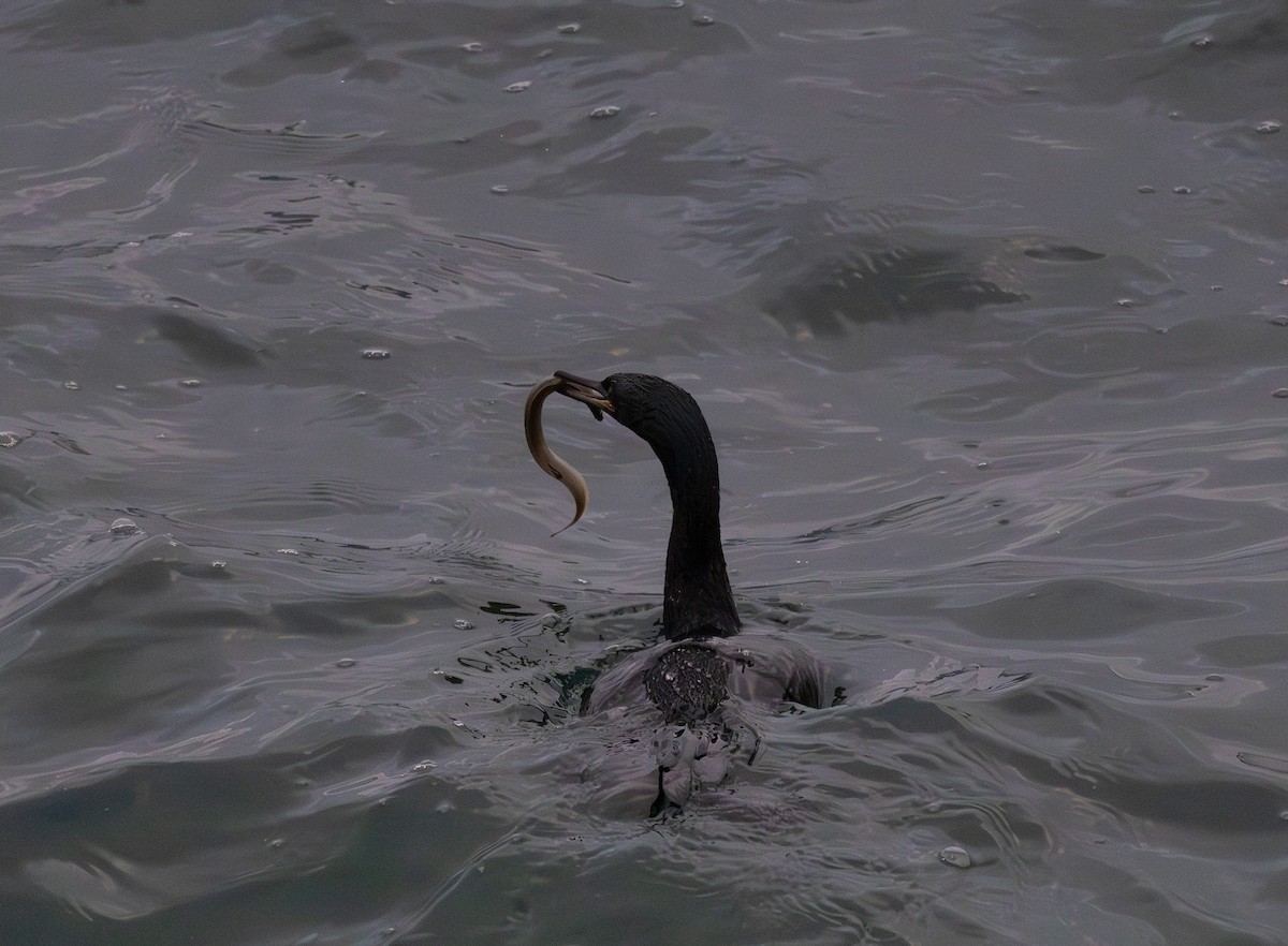 Pelagic Cormorant - ML643254485