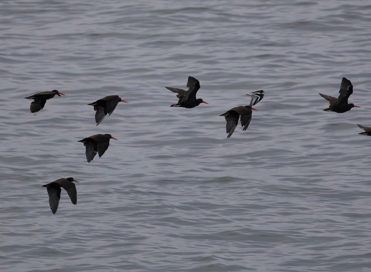 Black Turnstone - ML643254500