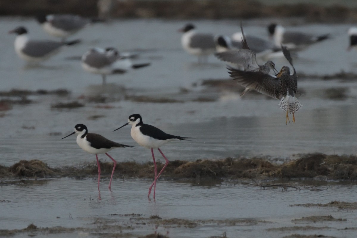 Black-necked Stilt - ML643254506