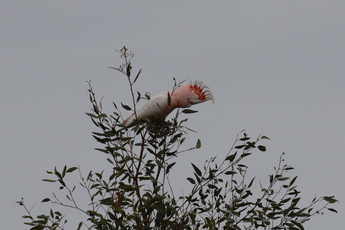 Pink Cockatoo - ML643254526