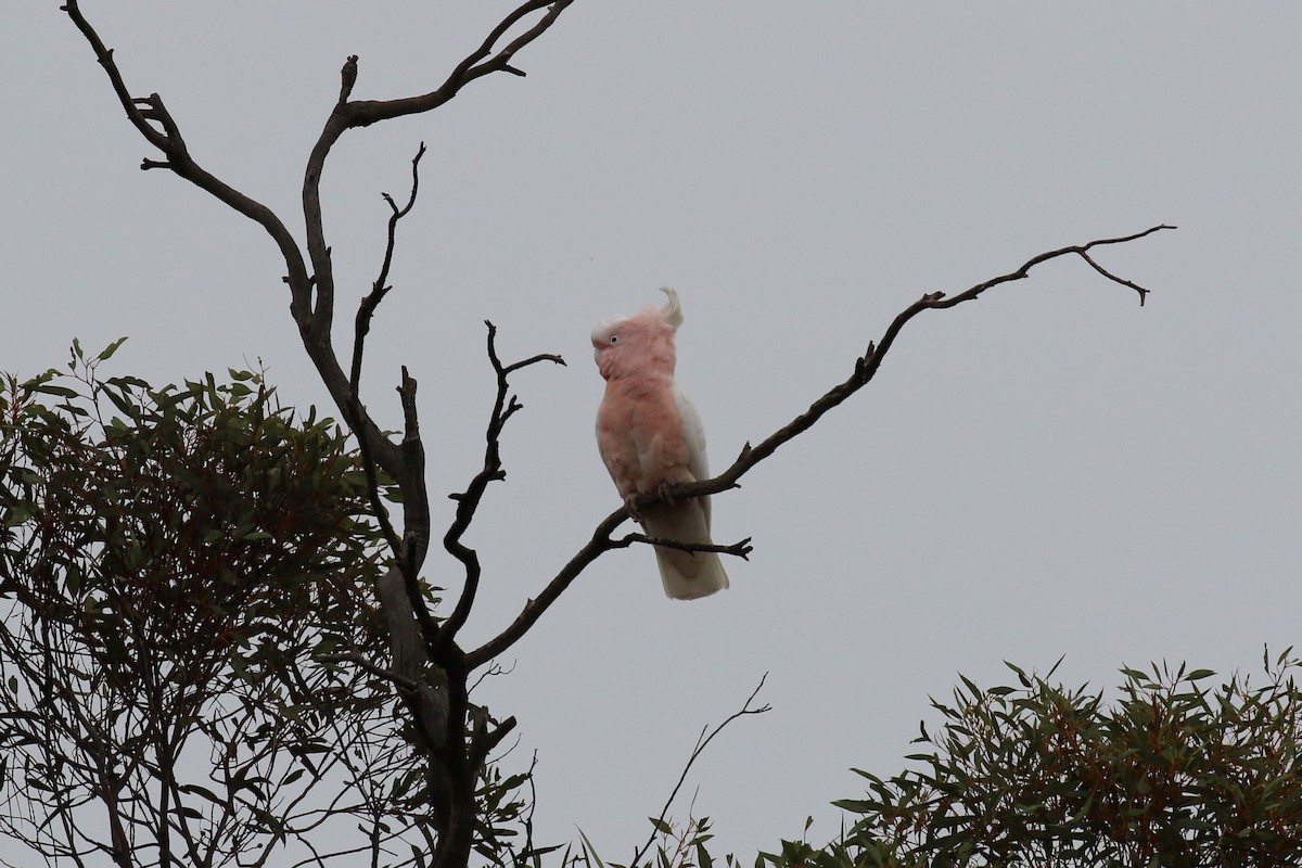 Pink Cockatoo - ML643254527