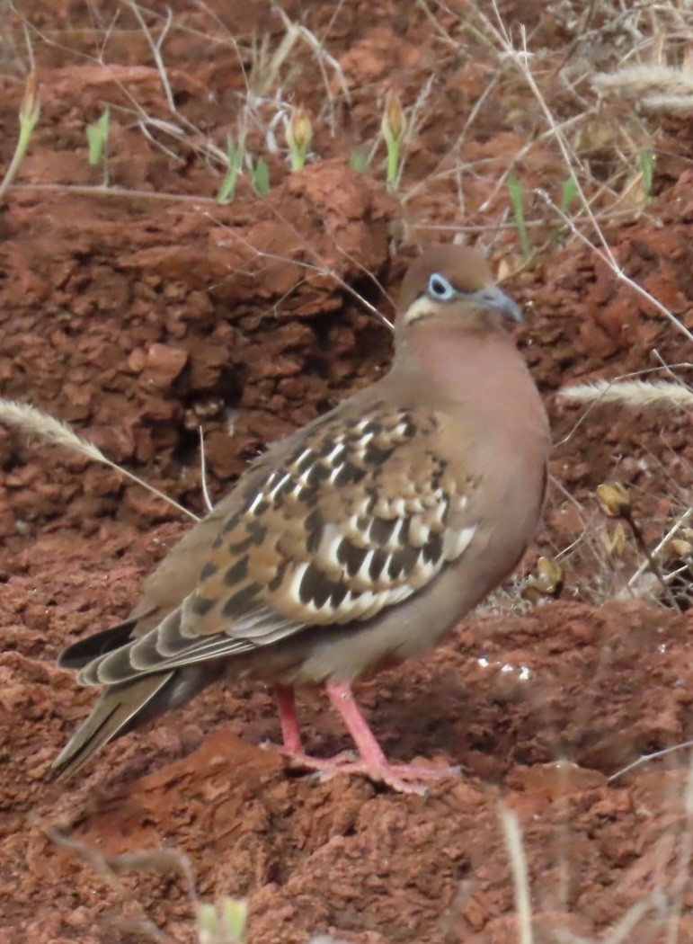 Galapagos Dove - ML643254560