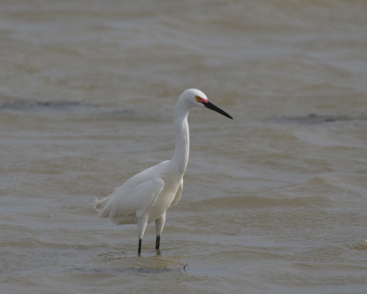 Snowy Egret - ML643254605